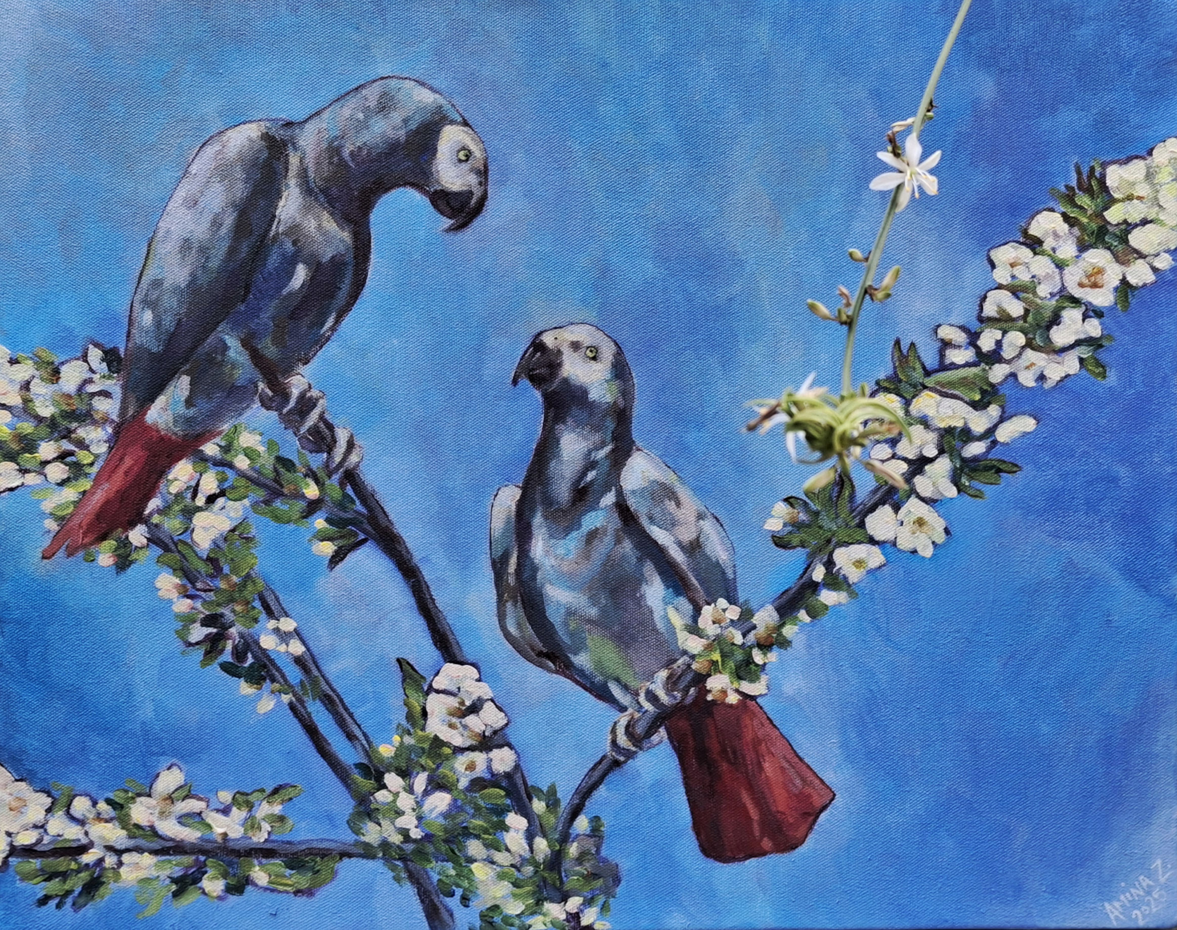 Grey Parrots